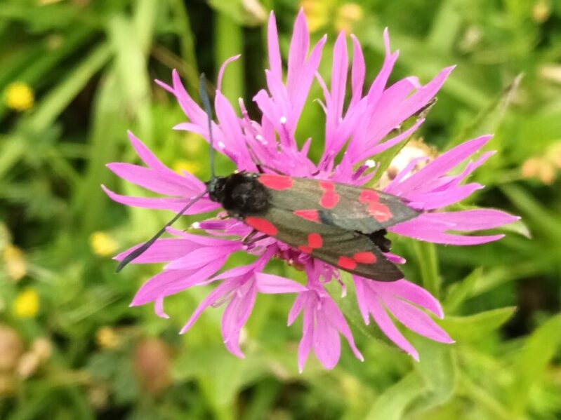 De Thoolse Floraroute